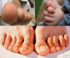 Палец ноги